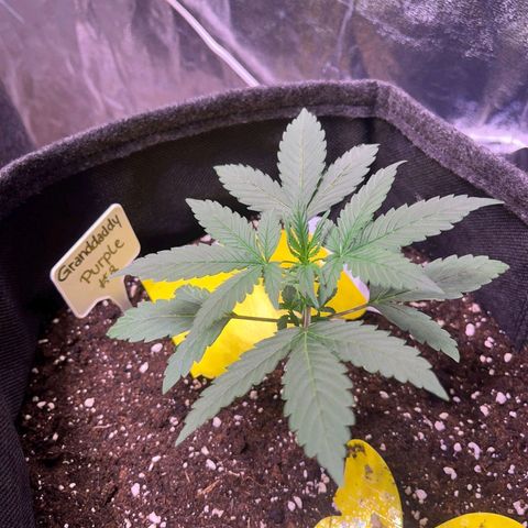 Granddaddy Purple #2 growlog timeline photo