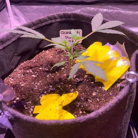 Granddaddy Purple #2 growlog timeline photo