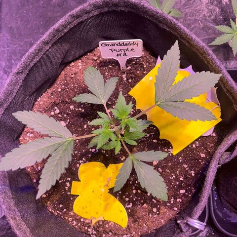 Granddaddy Purple #2 growlog timeline photo
