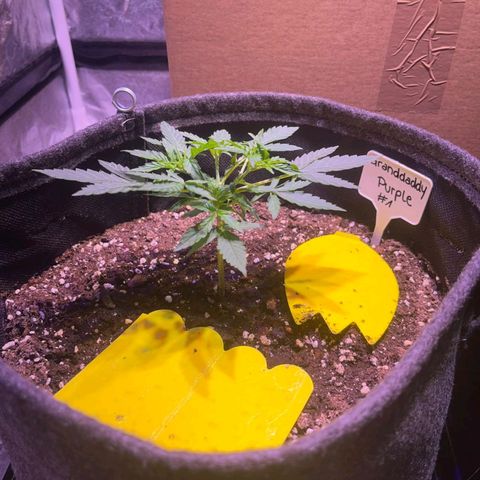 Granddaddy Purple #1 growlog timeline photo
