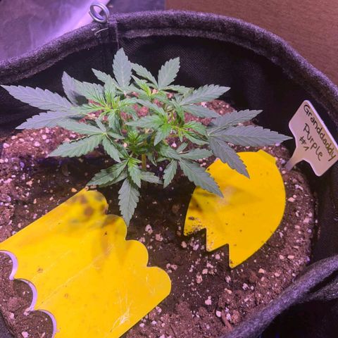 Granddaddy Purple #1 growlog timeline photo