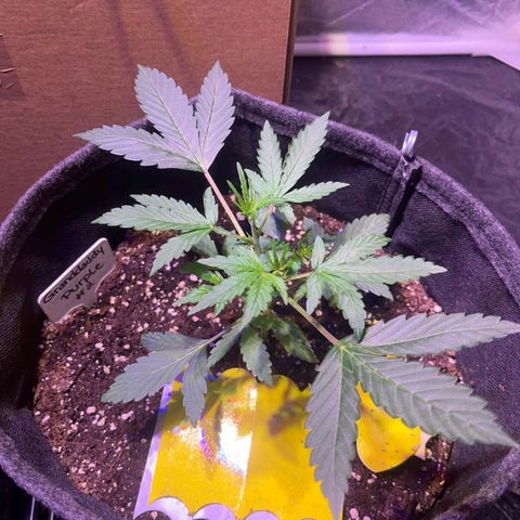 Granddaddy Purple #2 growlog timeline photo