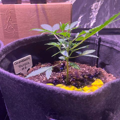 Granddaddy Purple #2 growlog timeline photo