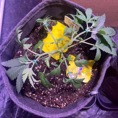 Granddaddy Purple #2 growlog timeline photo