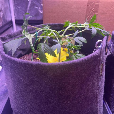 Granddaddy Purple #2 growlog timeline photo