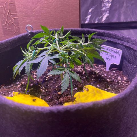 Granddaddy Purple #1 growlog timeline photo