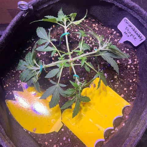Granddaddy Purple #1 growlog timeline photo