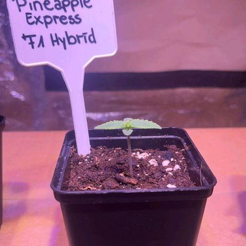 Pineapple Express F1 Hybrid (Zamnesia) growlog timeline photo