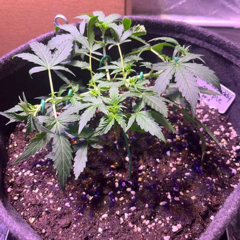Granddaddy Purple #1 growlog timeline photo