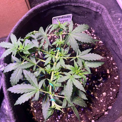 Granddaddy Purple #1 growlog timeline photo