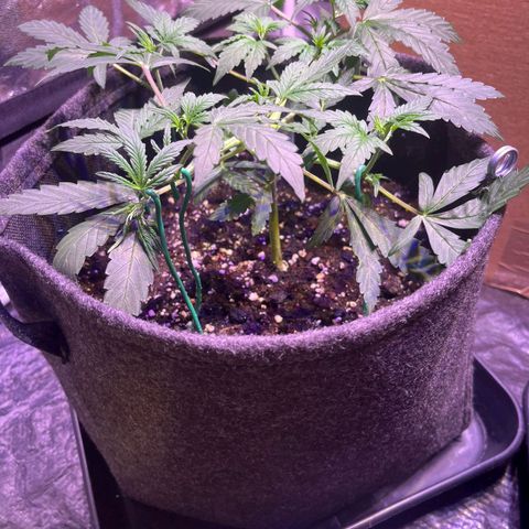 Granddaddy Purple #2 growlog timeline photo