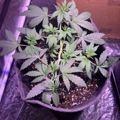 Granddaddy Purple #2 growlog timeline photo