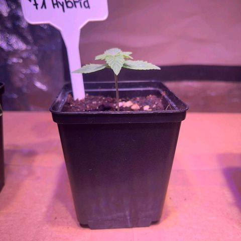 Pineapple Express F1 Hybrid (Zamnesia) growlog timeline photo
