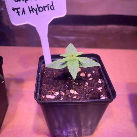 Pineapple Express F1 Hybrid (Zamnesia) growlog timeline photo