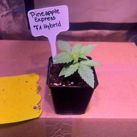 Pineapple Express F1 Hybrid (Zamnesia) growlog timeline photo