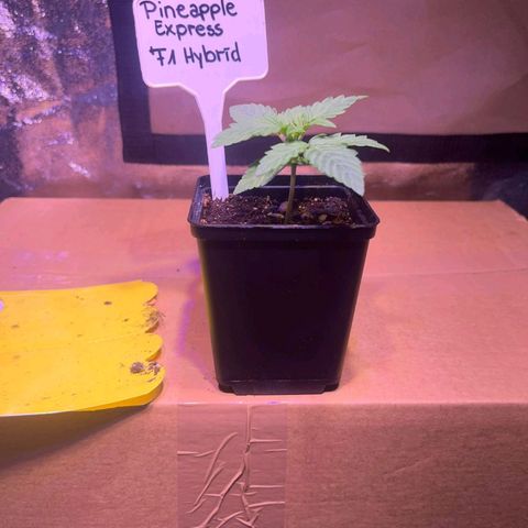 Pineapple Express F1 Hybrid (Zamnesia) growlog timeline photo