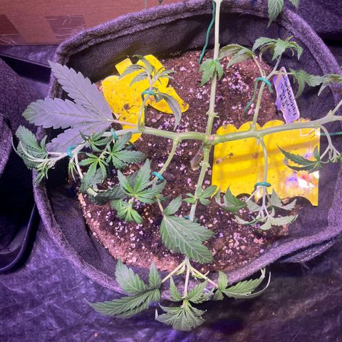 Granddaddy Purple #2 growlog timeline photo