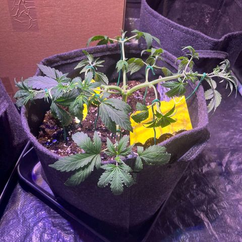 Granddaddy Purple #2 growlog timeline photo