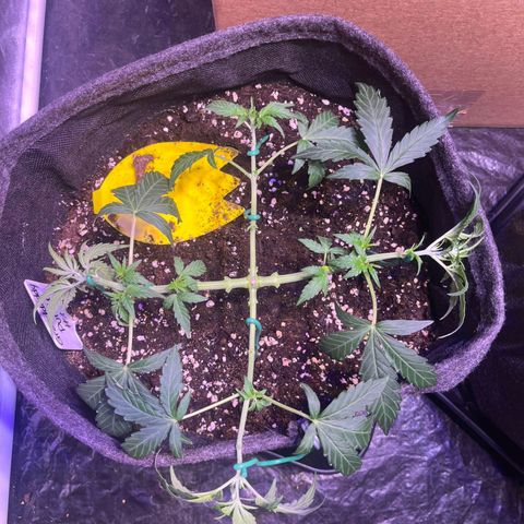 Granddaddy Purple #1 growlog timeline photo