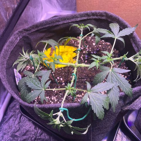 Granddaddy Purple #1 growlog timeline photo