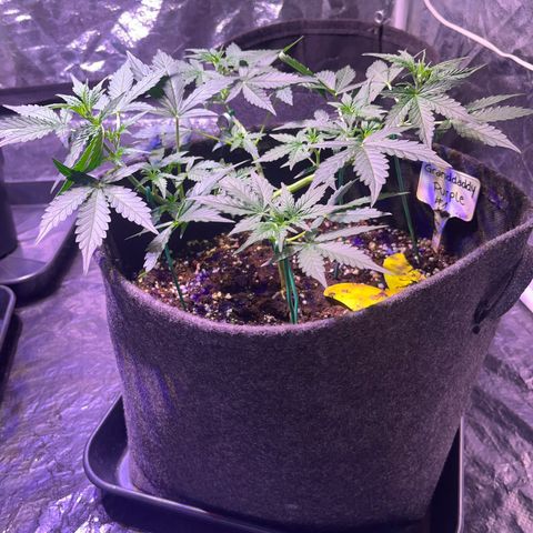 Granddaddy Purple #1 growlog photo: Schöner Pushback
