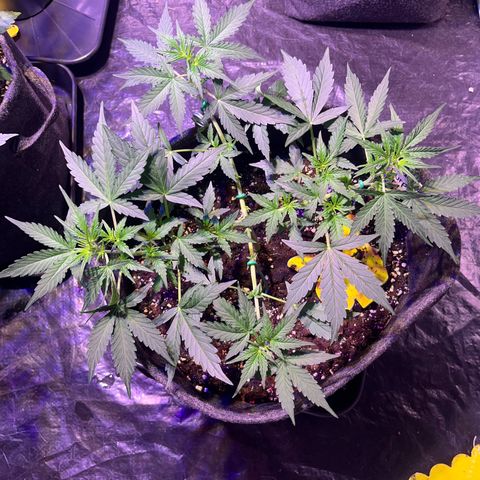 Granddaddy Purple #1 growlog photo: Schöner Pushback