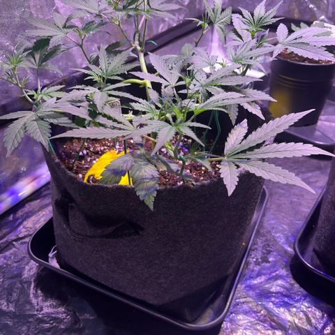 Granddaddy Purple #2 growlog photo: Schöner pushback