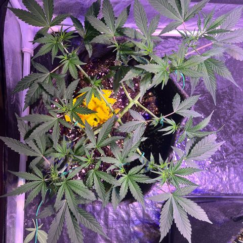 Granddaddy Purple #2 growlog photo: Schöner pushback
