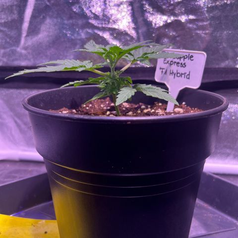 Pineapple Express F1 Hybrid (Zamnesia) growlog timeline photo
