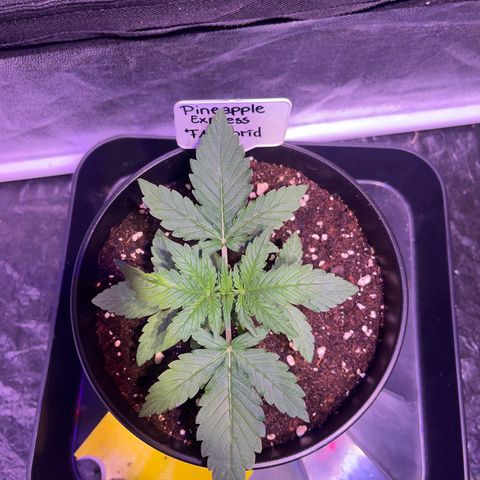 Pineapple Express F1 Hybrid (Zamnesia) growlog timeline photo