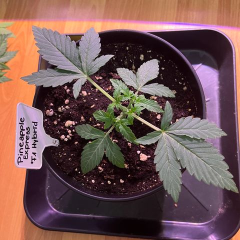 Pineapple Express F1 Hybrid (Zamnesia) growlog photo: Nach dem Topping