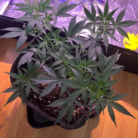 Granddaddy Purple #1 growlog photo: Vor- und Nach der Entlaubung