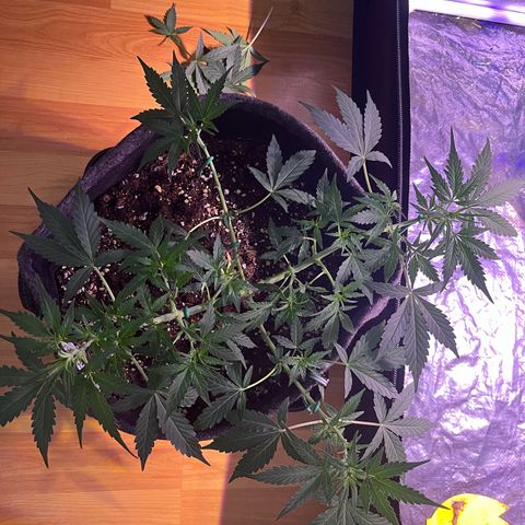 Granddaddy Purple #1 growlog photo: Vor- und Nach der Entlaubung
