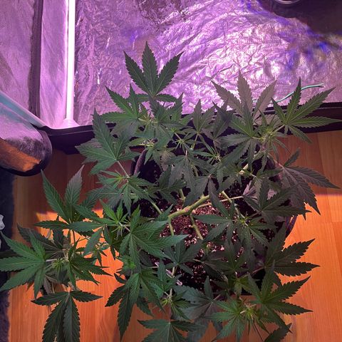 Granddaddy Purple #2 growlog photo: Vor- und Nach dem Entlauben