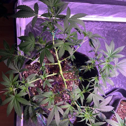 Granddaddy Purple #2 growlog photo: Vor- und Nach dem Entlauben
