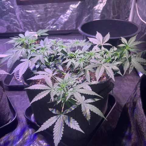 Granddaddy Purple #1 growlog timeline photo