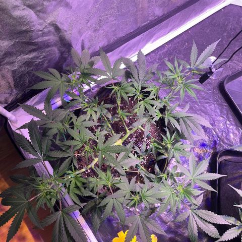 Granddaddy Purple #2 growlog timeline photo
