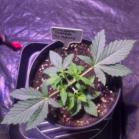Pineapple Express F1 Hybrid (Zamnesia) growlog timeline photo