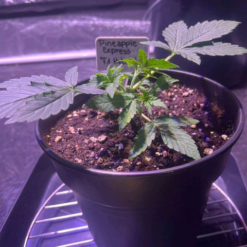 Pineapple Express F1 Hybrid (Zamnesia) growlog timeline photo