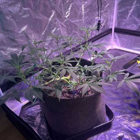 Granddaddy Purple #2 growlog timeline photo