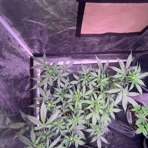Granddaddy Purple #1 growlog timeline photo