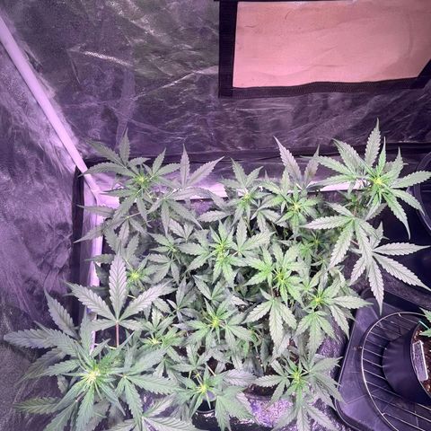 Granddaddy Purple #1 growlog timeline photo