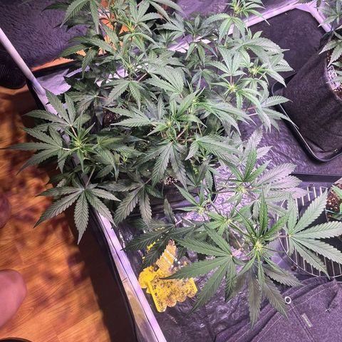 Granddaddy Purple #2 growlog timeline photo