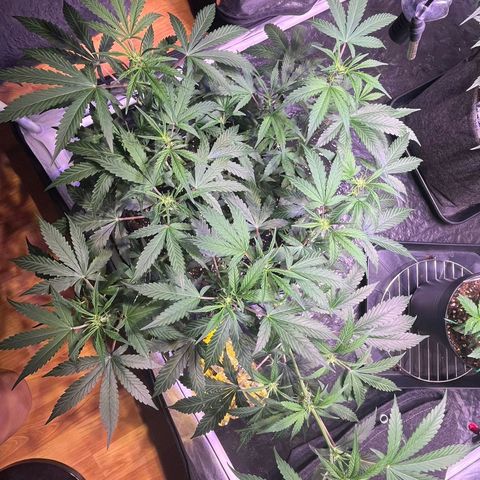 Granddaddy Purple #2 growlog timeline photo