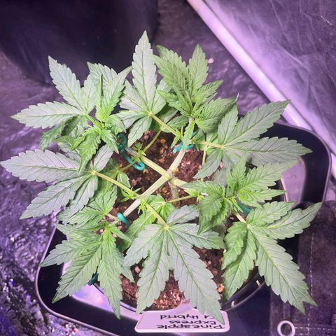 Pineapple Express F1 Hybrid (Zamnesia) growlog timeline photo