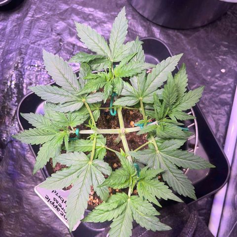 Pineapple Express F1 Hybrid (Zamnesia) growlog timeline photo