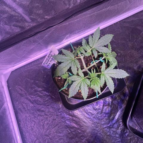 Pineapple Express F1 Hybrid (Zamnesia) growlog timeline photo