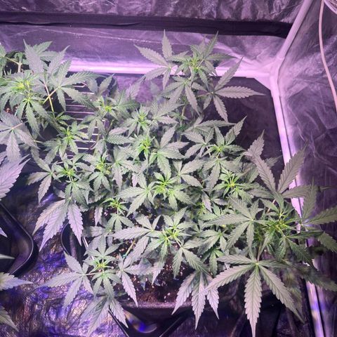 Granddaddy Purple #1 growlog timeline photo