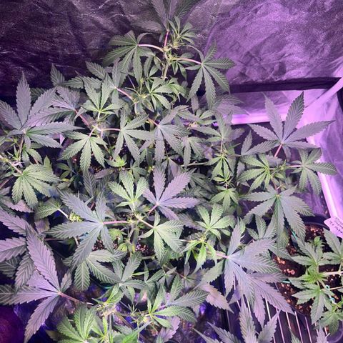 Granddaddy Purple #2 growlog timeline photo
