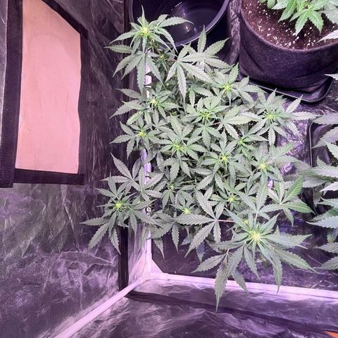 Granddaddy Purple #1 growlog timeline photo